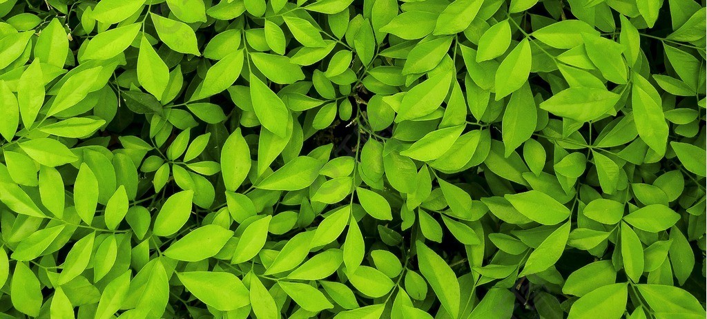 夏天茂密植物樹葉