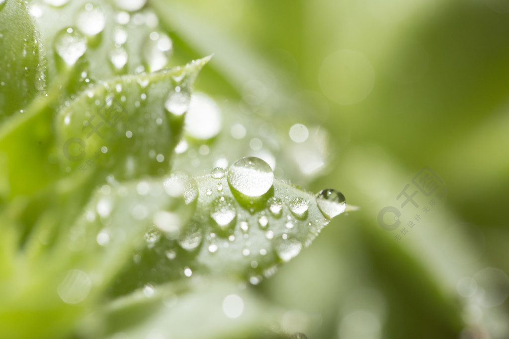 春天雨後掛滿露珠的綠色葉子高清圖