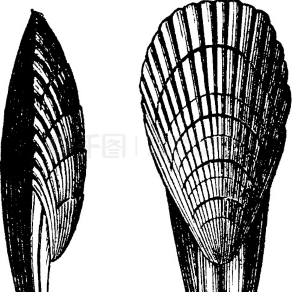 Terebrirostra neocomiensisŵ̲ͼࣿ 1886 ꡣ