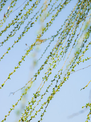 杨柳树柳枝柳条发芽新叶春天清明节气摄影