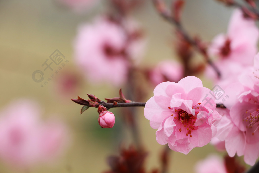 大自然粉色桃花花朵花苞花蕾嫩葉枝葉實拍