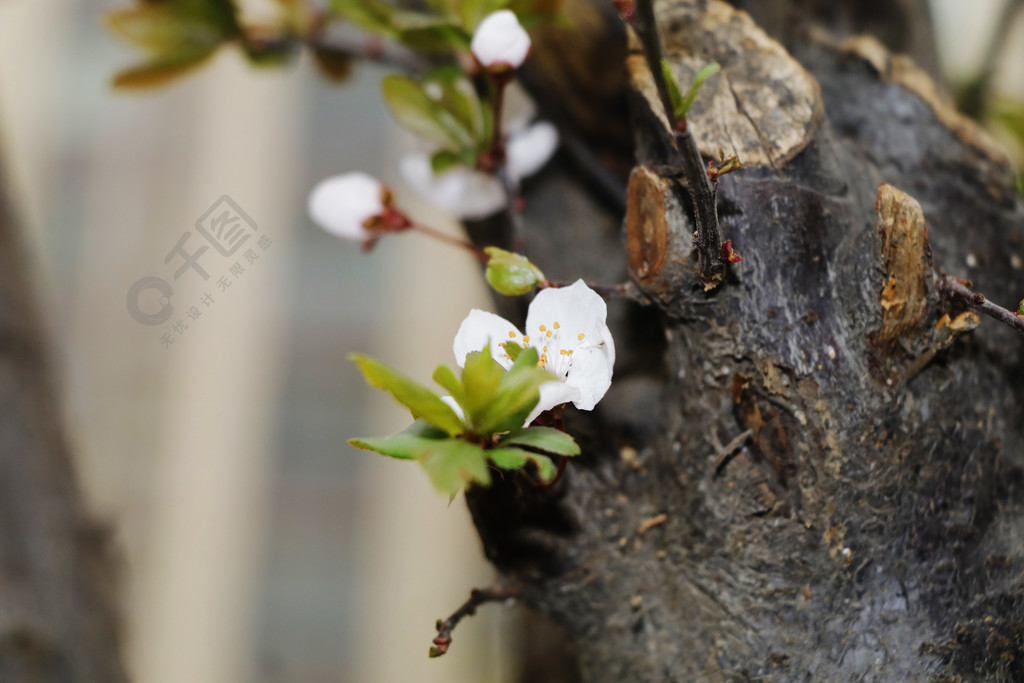 绿叶桃花树桩花苞花蕾嫩芽发芽实拍