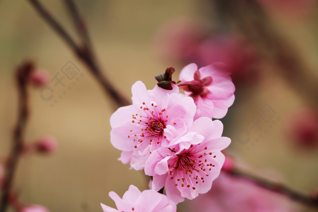 粉色桃花花卉花瓣花蕊特寫枝葉攝影