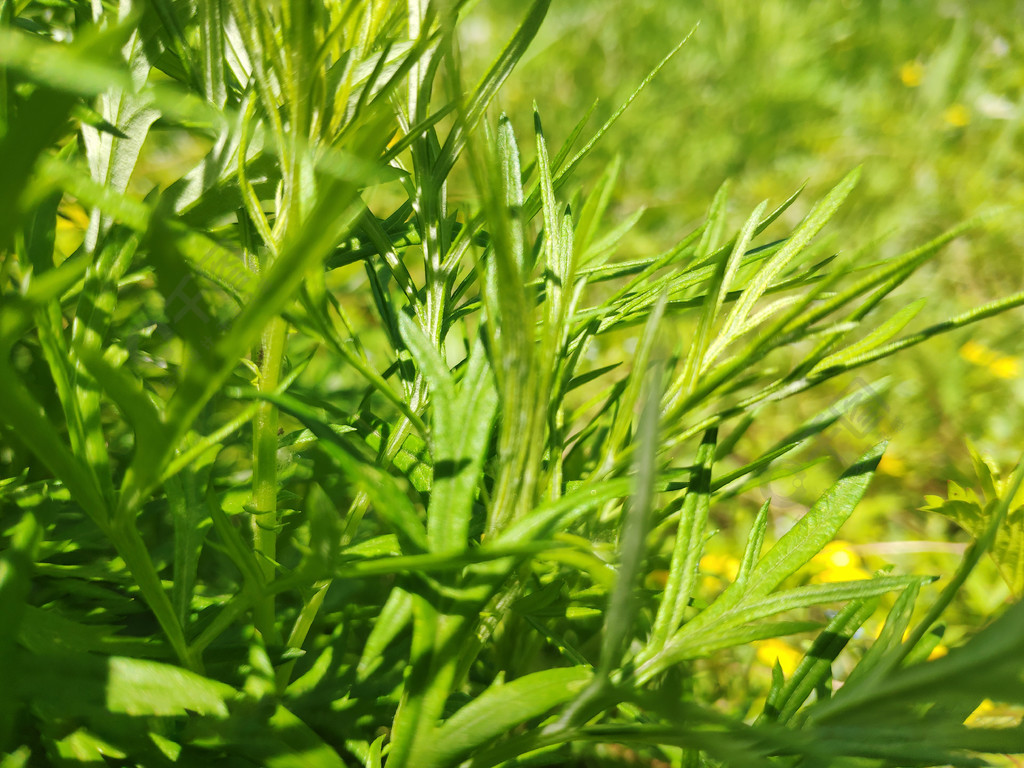 草叢叢林綠色草地植物空氣清新