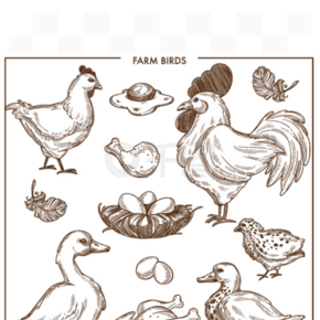 用灌木、新鲜鸡蛋和煮熟的家禽制成的小巢的农场鸟。大鸡和成年公鸡、毛茸茸的鹅、小鸭和斑点鹌鹑在白色背景上的孤立矢量图。小巢和新鲜鸡蛋的农场鸟