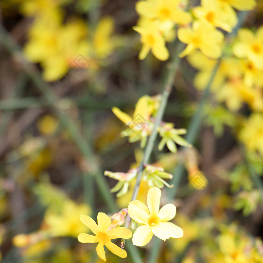 春天黃色小花迎春花盛開花朵攝影