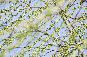 春天来了杨柳树柳枝条柳叶发芽摄影图