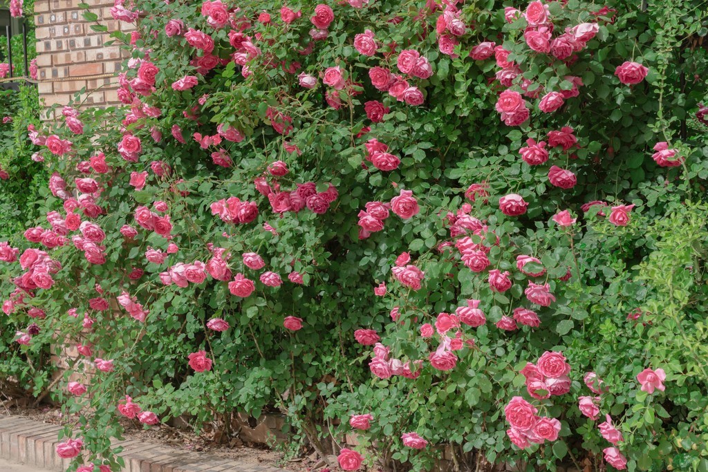 粉色薔薇花花朵攝影