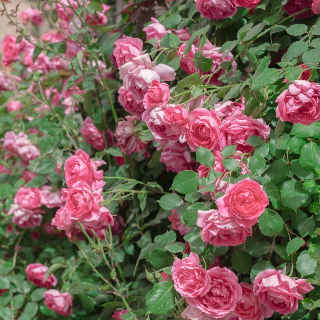 粉色蔷薇花花朵摄影