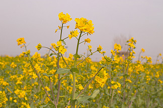 唯美高清春天氣息春的味道油菜花花朵綻放復活節彩蛋背景假日慫恿與多