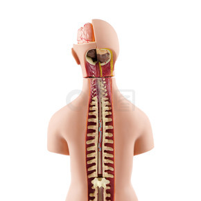 身体器官模型展示