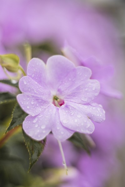 沾滿雨水的唯美 i>粉 /i> i>色 /i>鳳仙花花朵節氣 i>海 /i> i>報 /i>