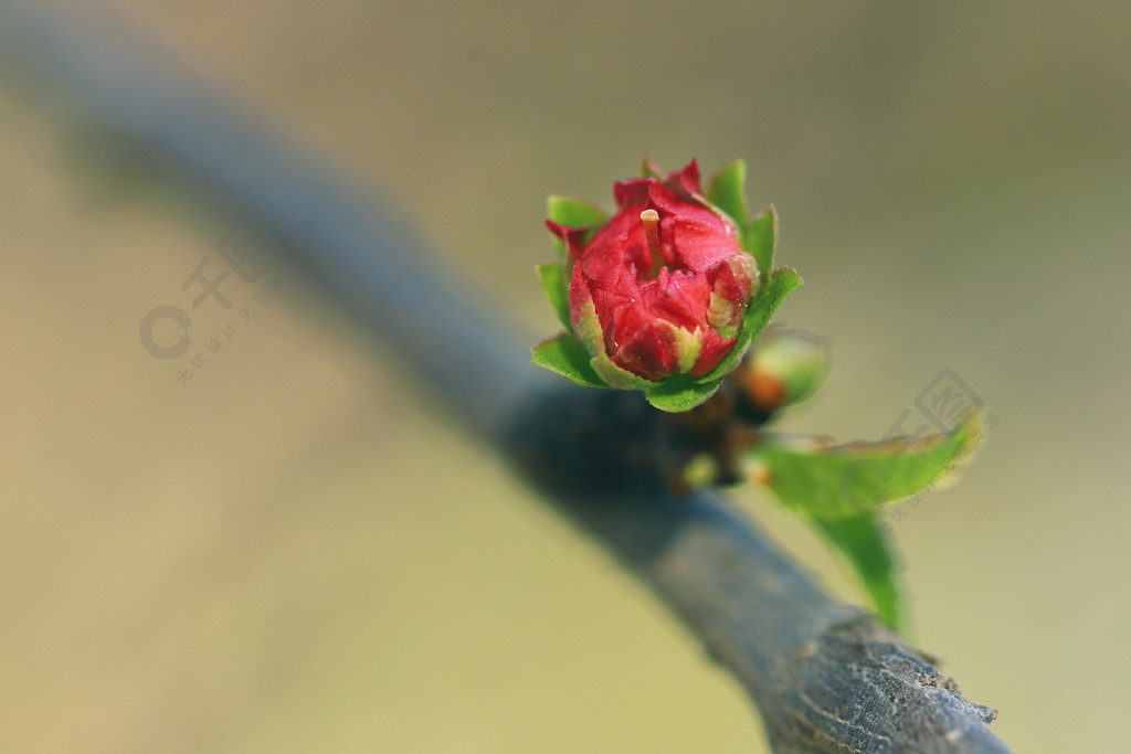 春季紅色桃花開花花朵花苞微距特寫