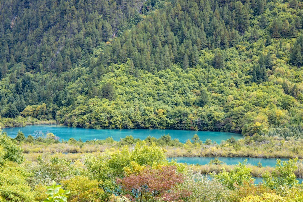 秋天九寨溝樹正寧靜湖泊翠綠森林自然風景