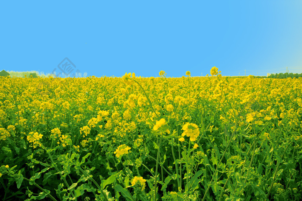 暖色唯美浪漫春天油菜花风景图