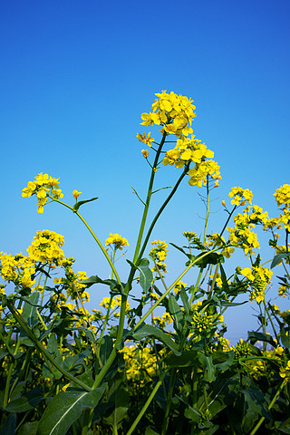 暖色唯美浪漫春天油菜花風景圖細節圖