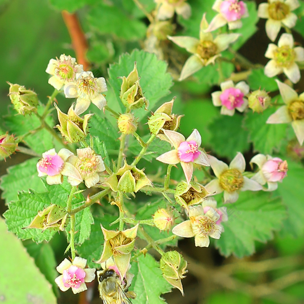 春天的花野草莓花草莓花