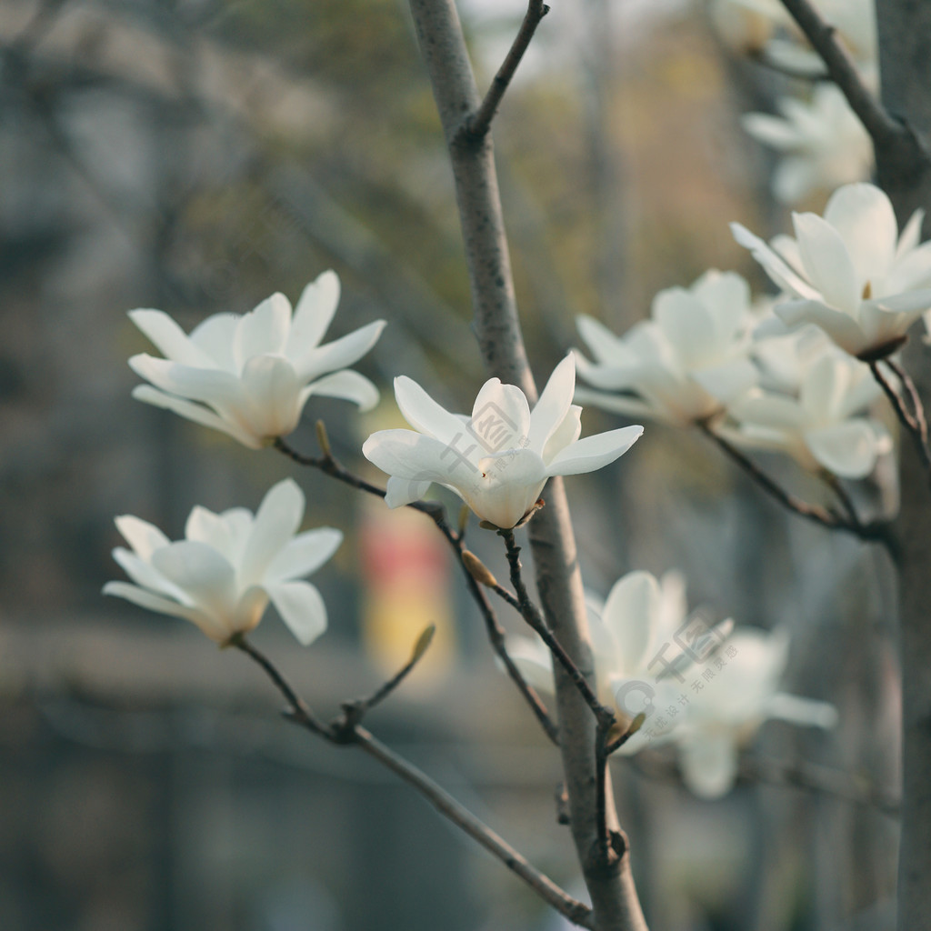 春季清新白色白玉蘭花朵樹木大光圈虛化背景