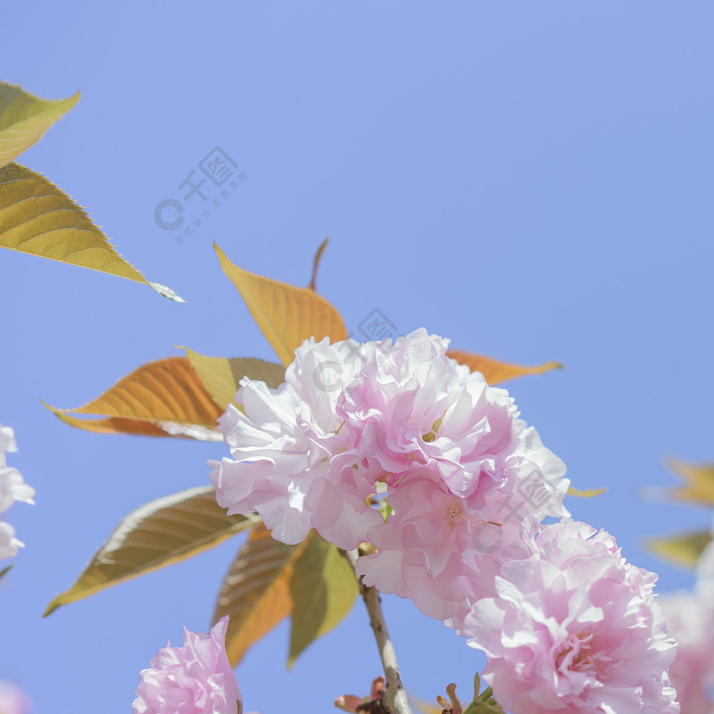 春天樱花花朵春季景象高清素材