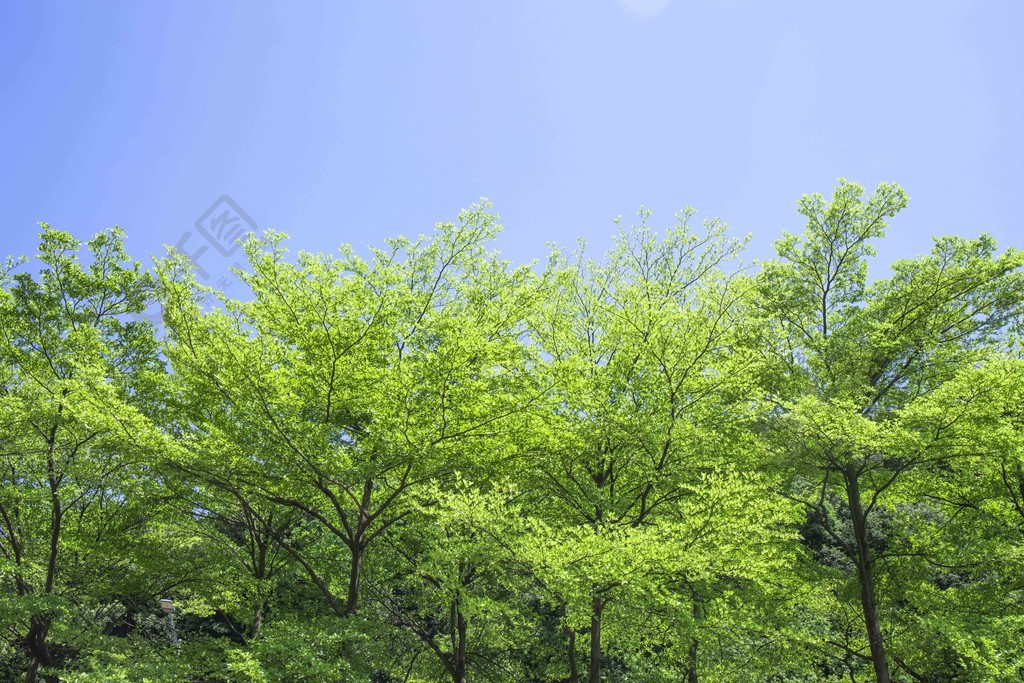 春天夏天烈日下繁茂的翠绿生机树木