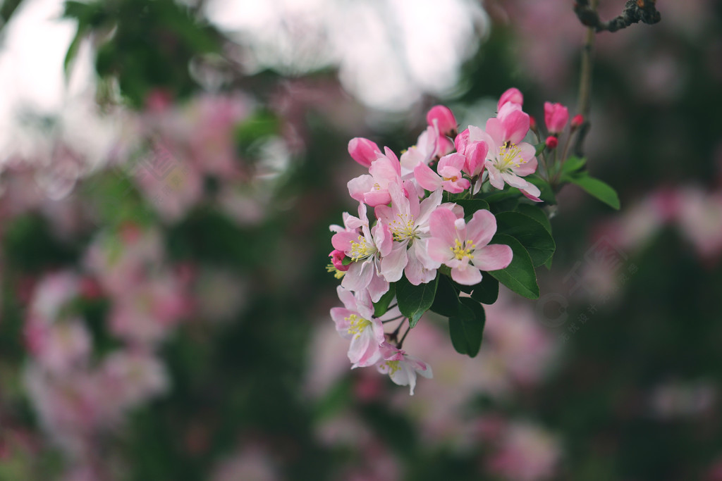 春季清新粉红海棠花花朵花苞