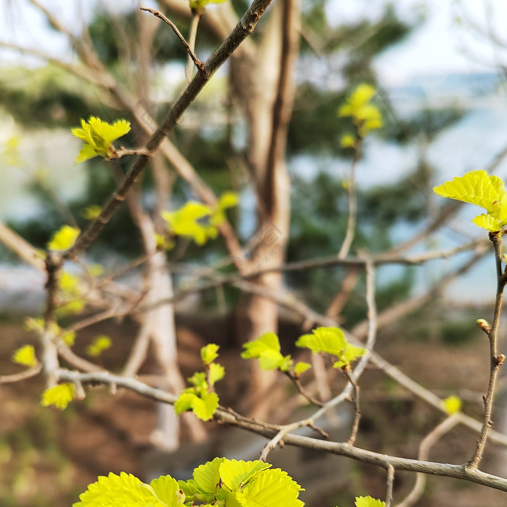 葉子嫩綠樹枝春天發芽