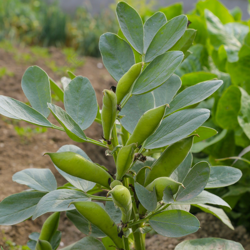 蠶豆莢蠶豆苗農業種植植物胡豆苗蔬菜