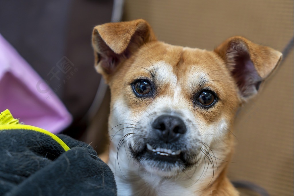 大眼睛的中華田園犬