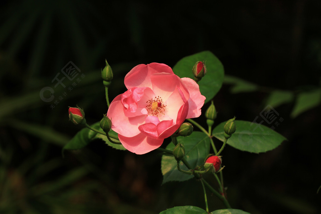 一朵粉色月季花開春天黑色背景素材