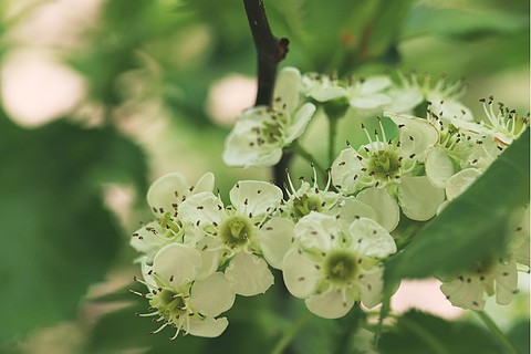 夏季白色山楂樹山楂花朵高清圖片