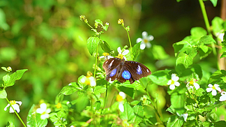 4k实拍自然风光花朵上的彩色蝴蝶空镜头