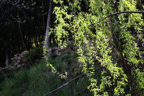 春风中夕阳下婀娜多姿的柳树柳条