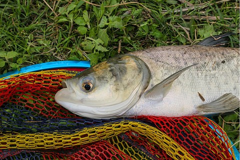 鰱鱅垂釣花鰱胖頭魚大頭魚黑鰱釣魚魚獲