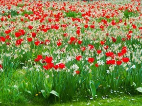 红色郁金香白色水仙花绿色花园对比