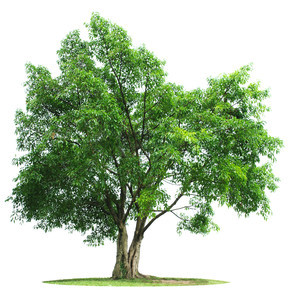 枝繁叶茂的绿树白底图