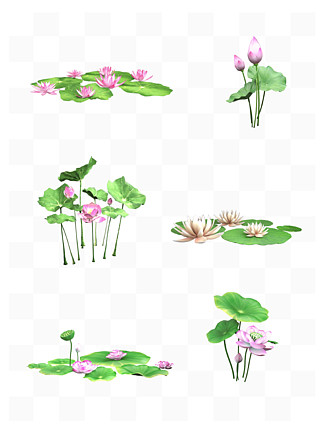 3d荷 i>花 /i> i>蓮 /i> i>花 /i>水生植物模型