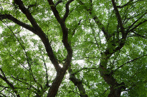 夏天季绿色茂密大树绿叶子阳光树冠凉爽壁纸