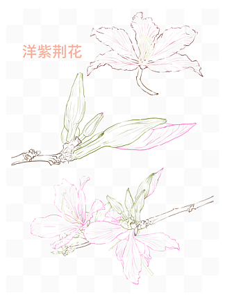 重庆市花手绘图片