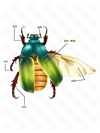 昆虫生物 素材免费下载 昆虫生物图片大全 昆虫生物模板 千图网