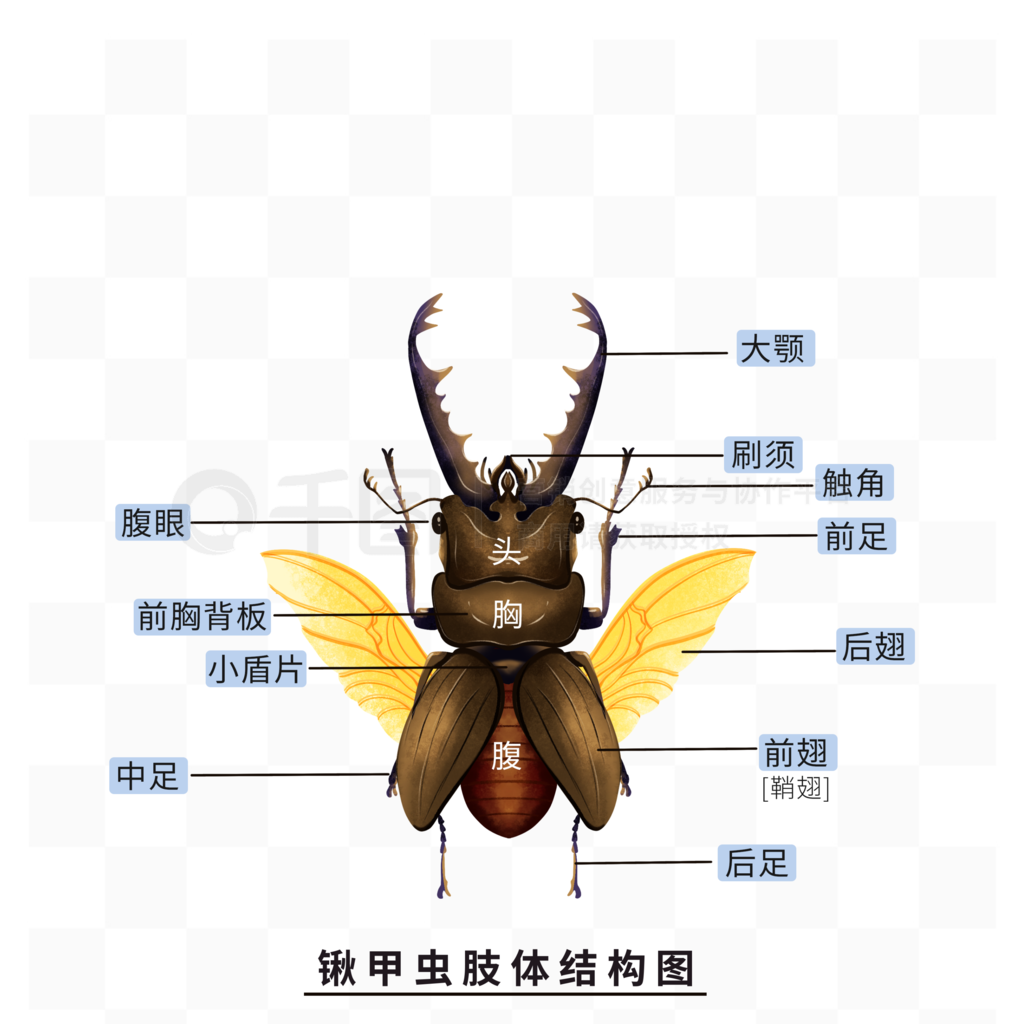 锹甲虫身体结构图片