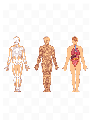 人物骨骼肌肉內臟醫學插圖人體組織器官結構