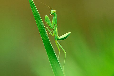 像螳螂一样绿色的虫子图片
