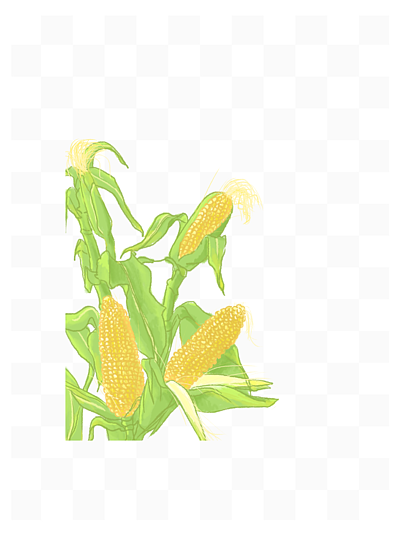 玉米插画 i