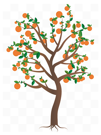 一步一步教画橘子树图片