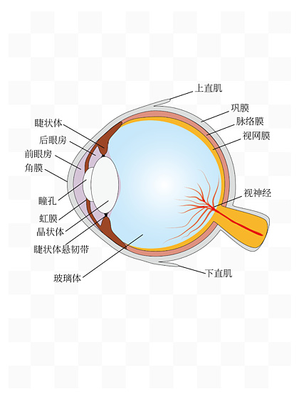 视力身体护理逼真的细节视觉插图1510眼睛解剖学3d图显示肉眼肌肉的