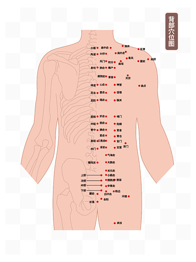 11人體背部醫療穴位插圖101人體胸部穴位醫療插圖021566人體解剖圖.