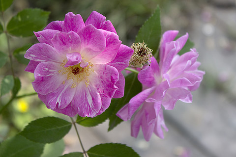 四月粉色薔薇花朵唯美高清壁紙背景攝影圖