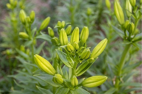 百合花花骨朵图片图片