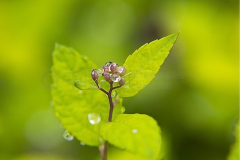 雨后露珠花草图片