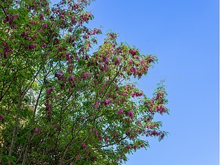 蓝天红花花开正好